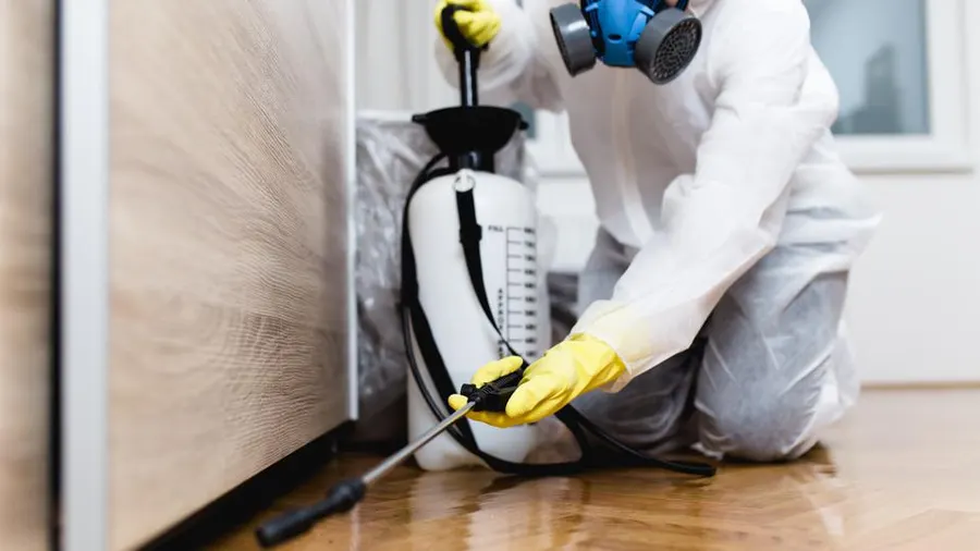 Termite Control and Treatment Services