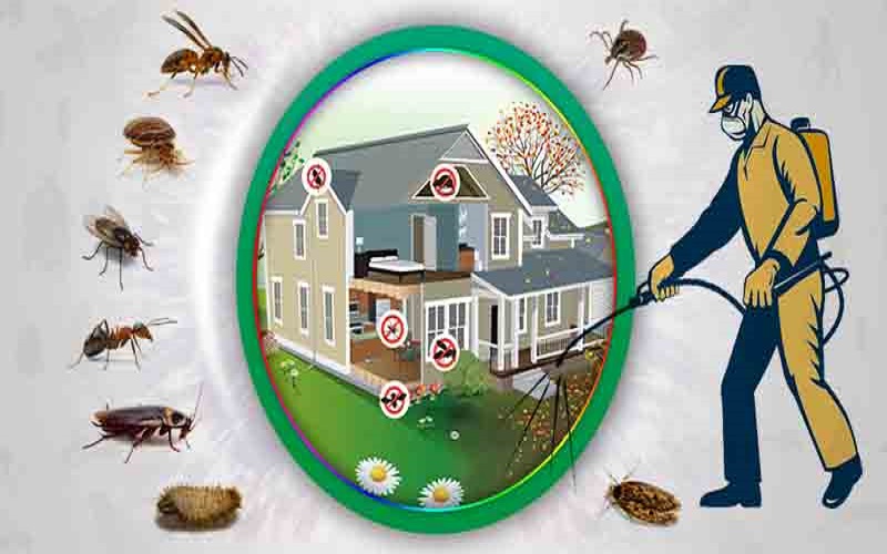 Top Pest Control Tips: Effective Home Solutions