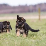 Easy Tips For Raising Healthy German Shepherd Puppies