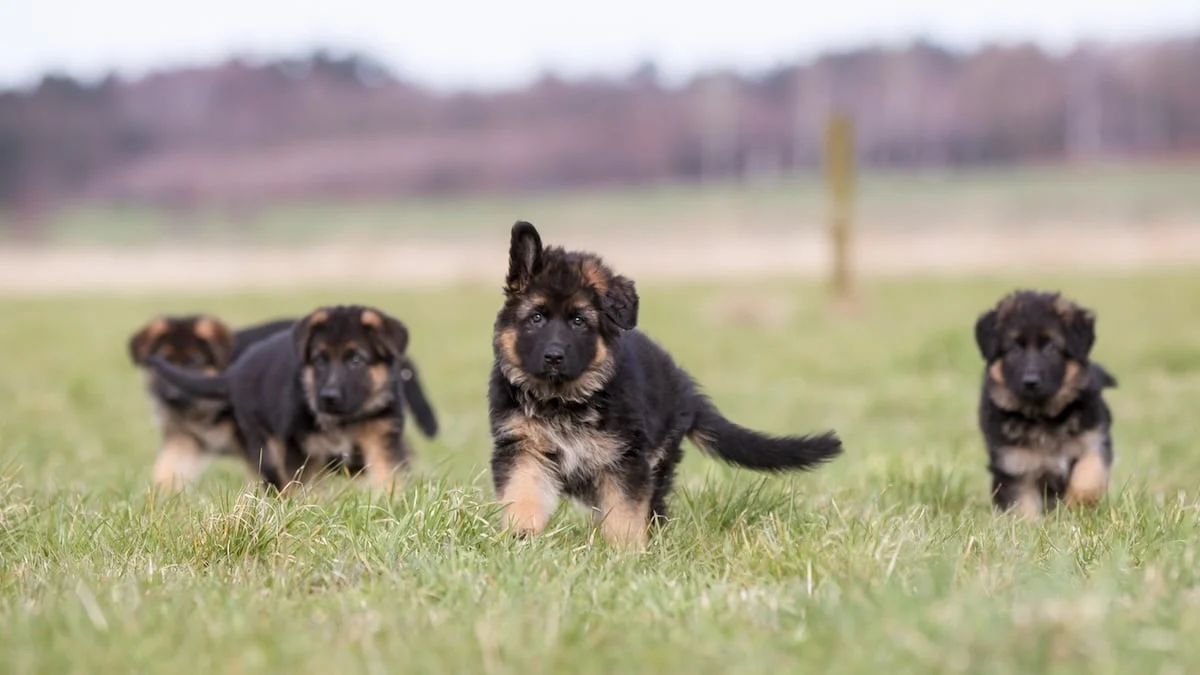 Easy Tips For Raising Healthy German Shepherd Puppies